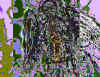 1Johnc8h1.jpg (151095 bytes)