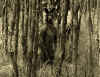1roo36.jpg (100523 bytes)